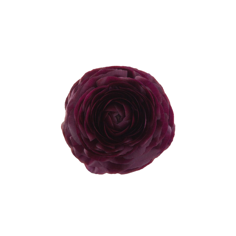 
                      
                        Burgundy Ranunculus Elegance Viola
                      
                    