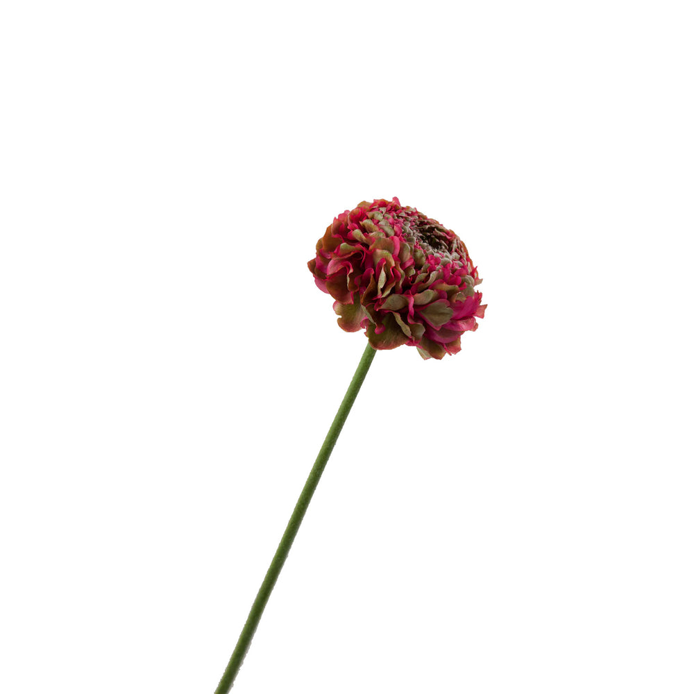 Cerise Ranunculus