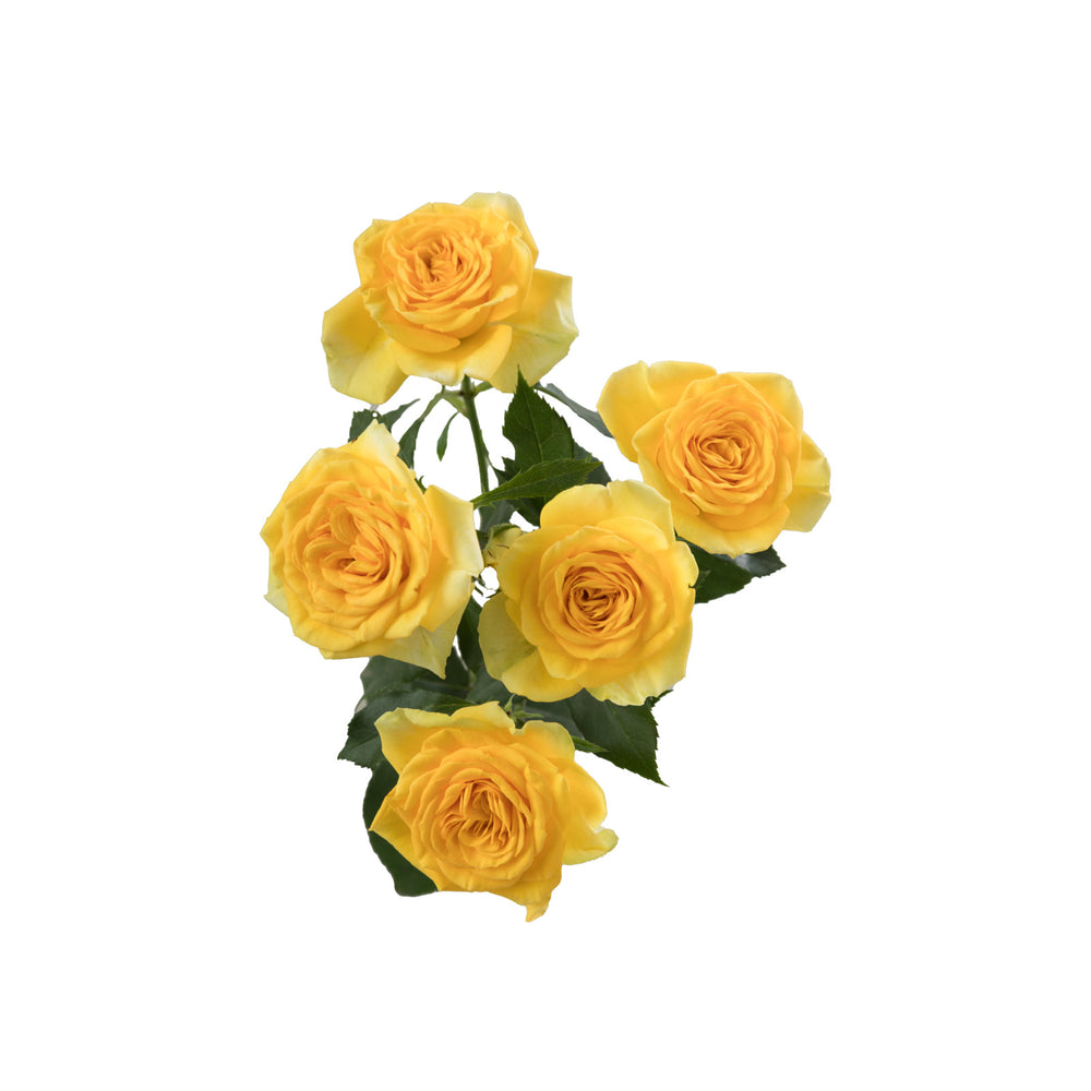 
                      
                        Yellow Spray Rose Brilliant Stars Leo
                      
                    