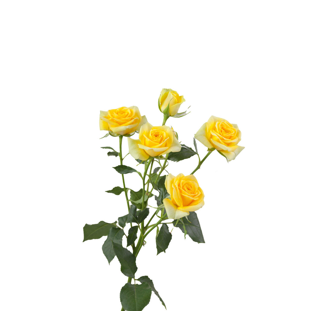 
                      
                        Ecuador Yellow Spray Rose
                      
                    