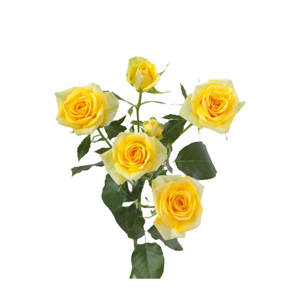 
                      
                        Yellow Spray Rose Golden Blossom
                      
                    