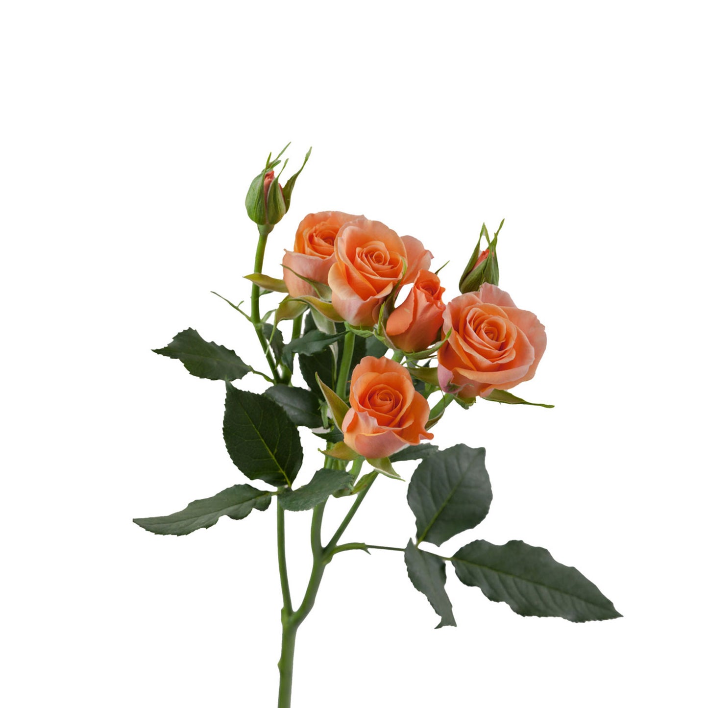 Ecuador Orange Star Spray Rose