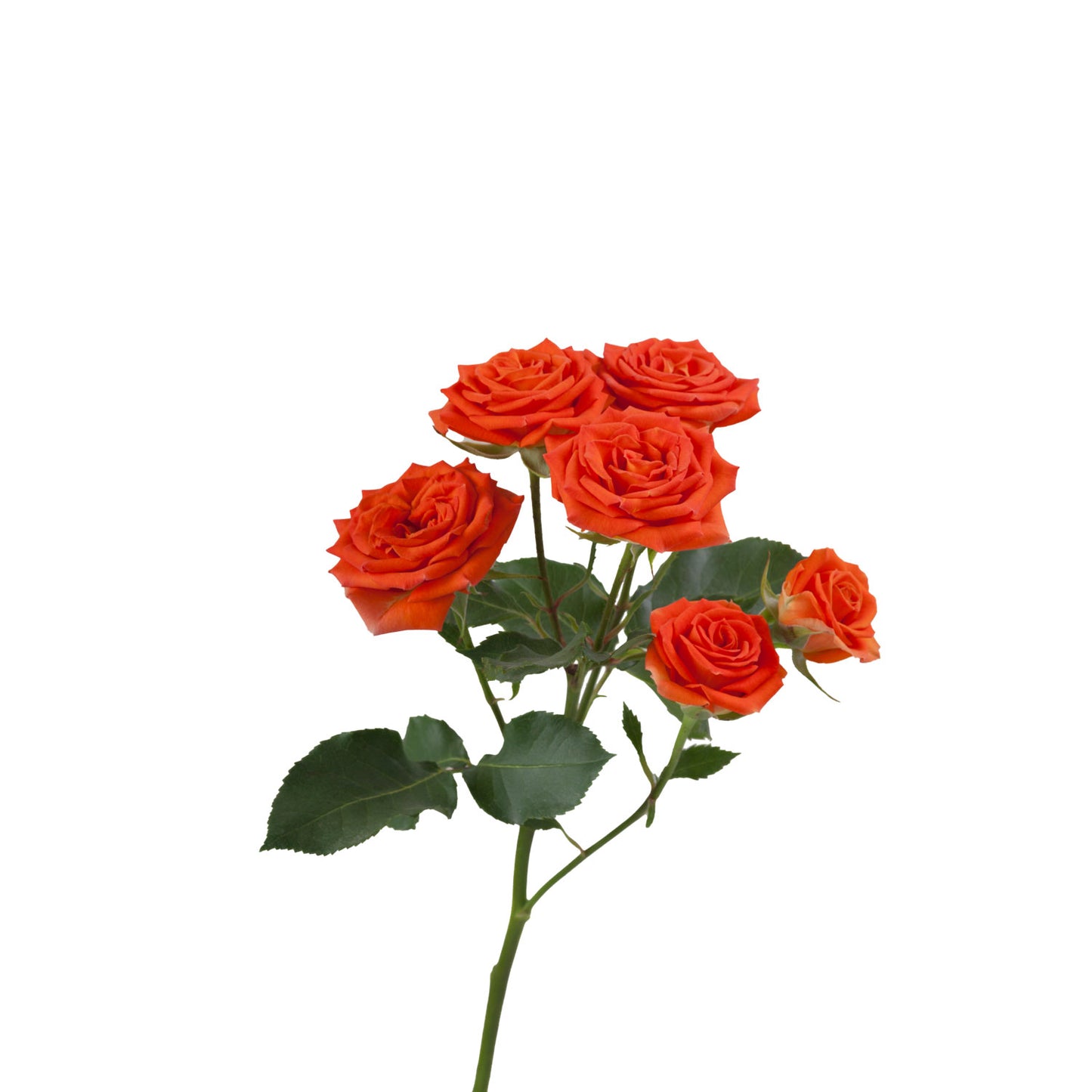 Ecuador orange Spray Rose