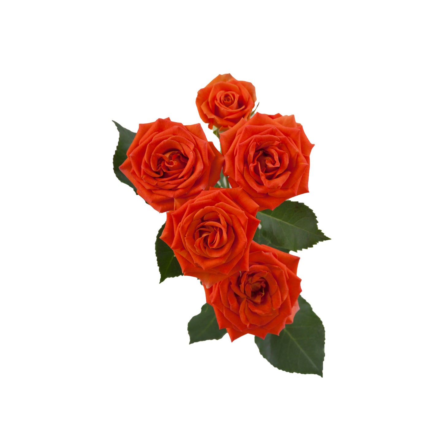 Orange Spray Rose Saona