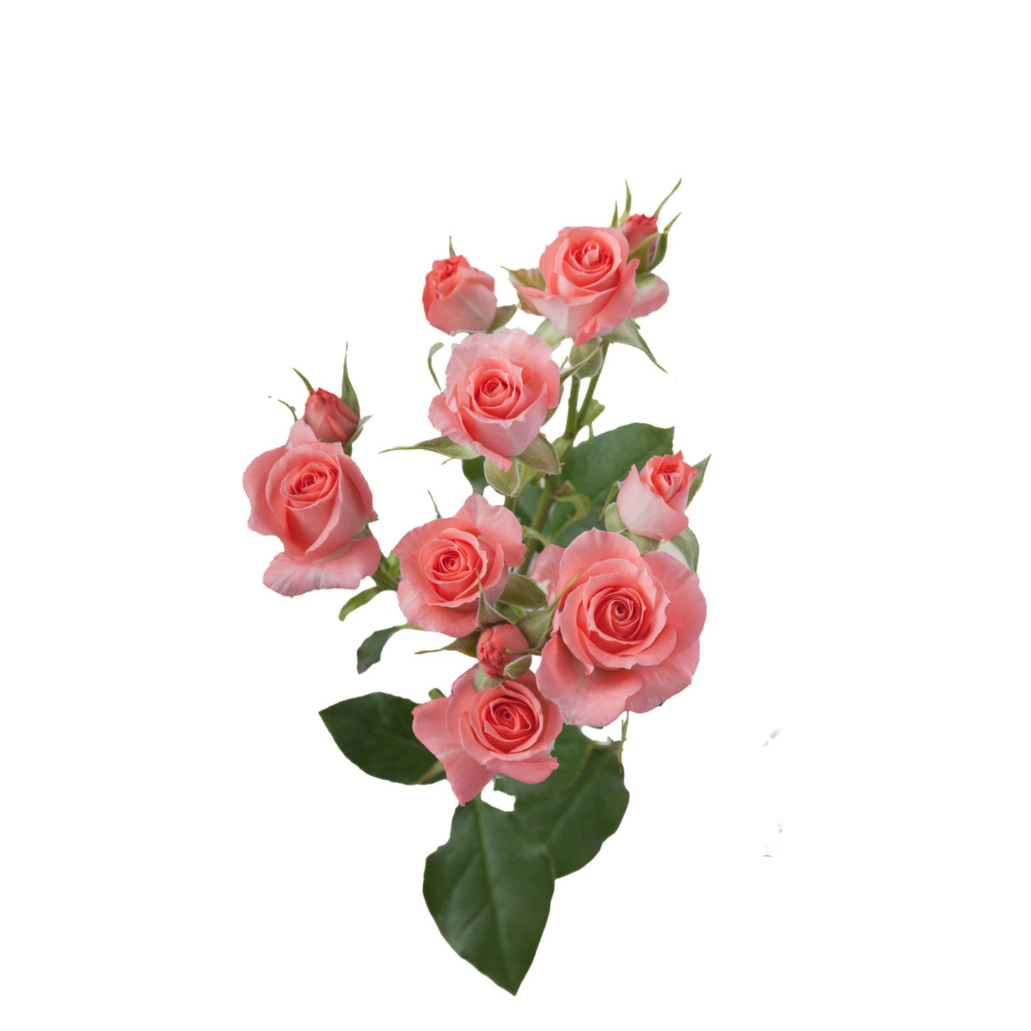 Pink Spray Rose Spendid Rosever