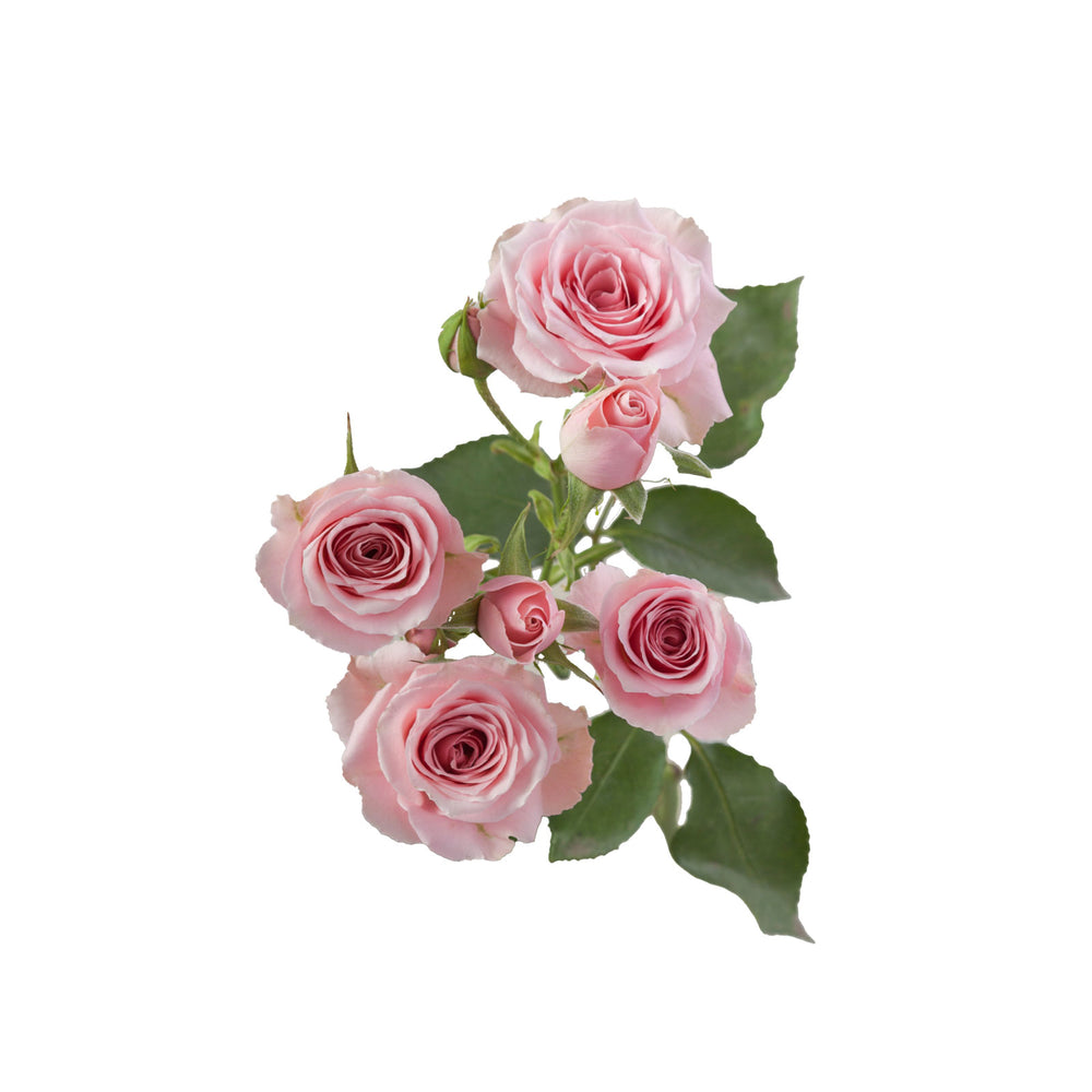 
                      
                        Pink Spray Rose Suspiro
                      
                    