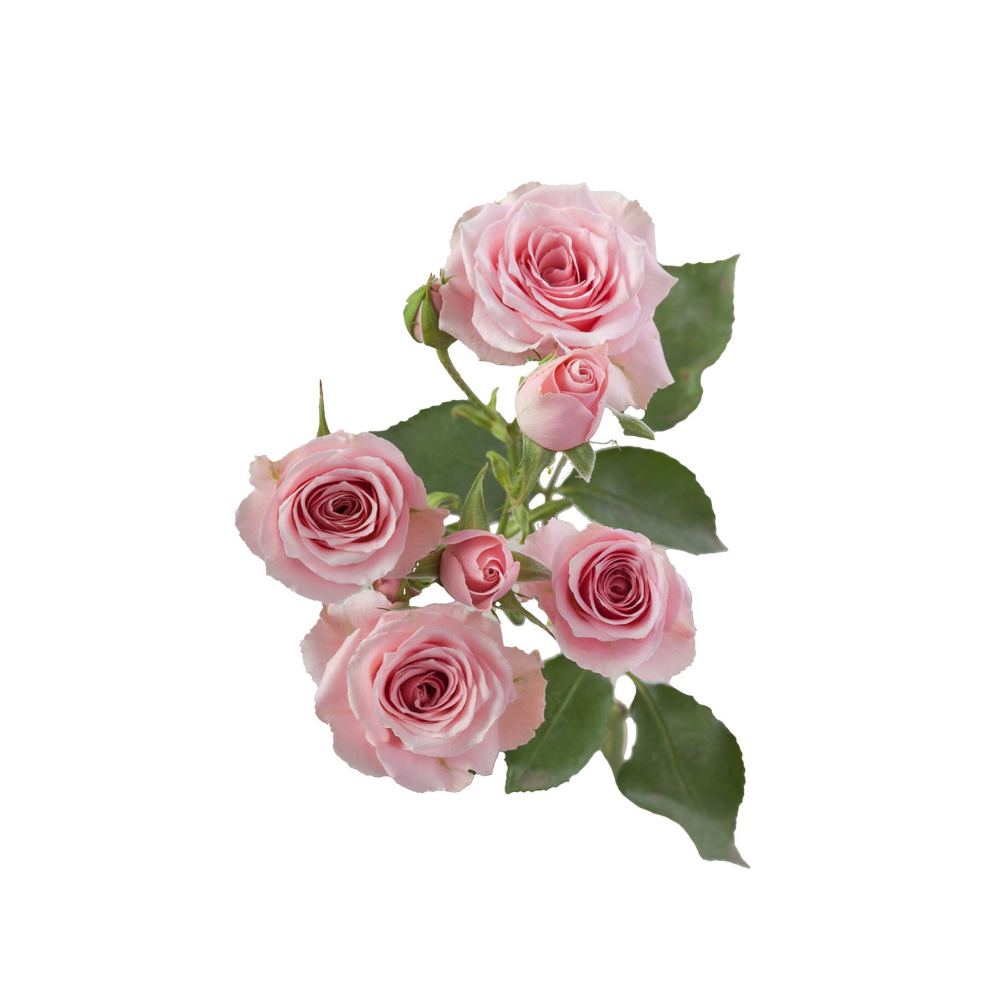 Pink Spray Rose Suspiro