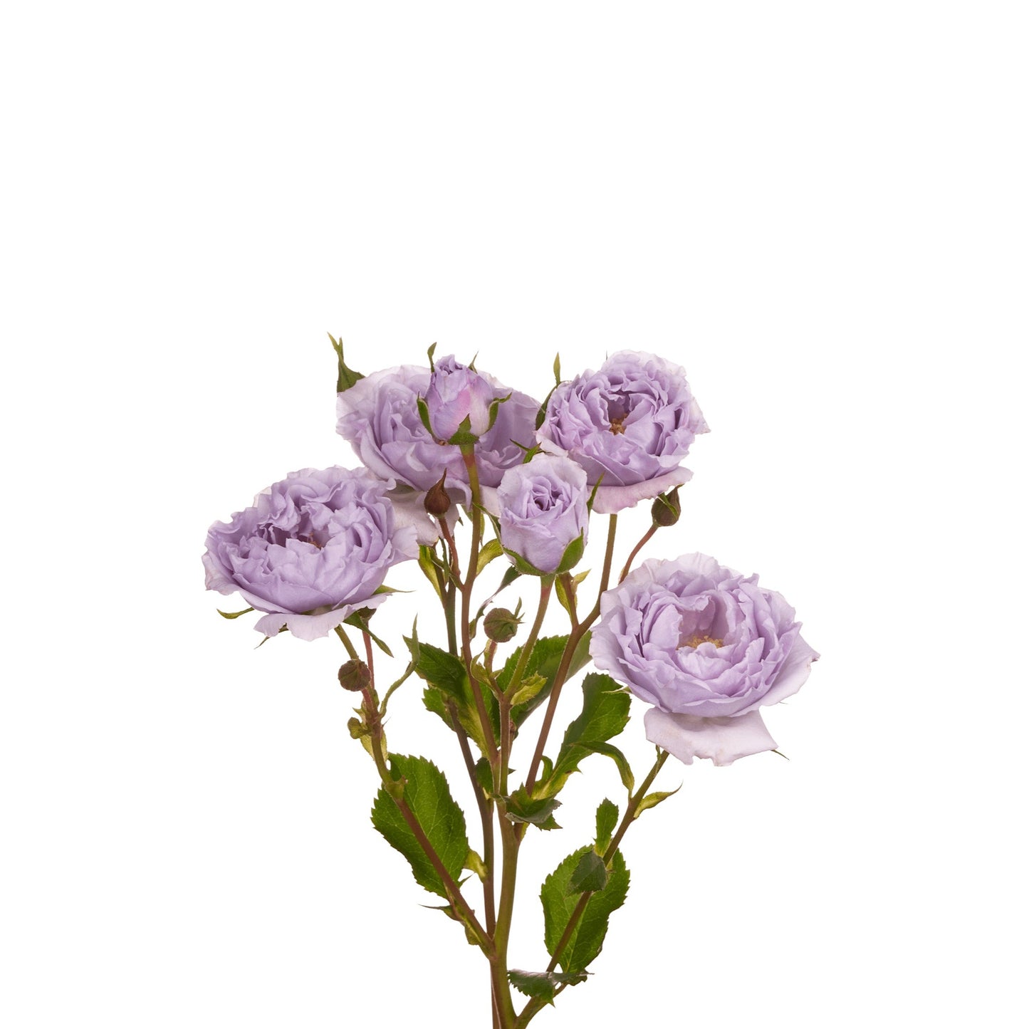 Load image into Gallery viewer, Everlasting Lavender
