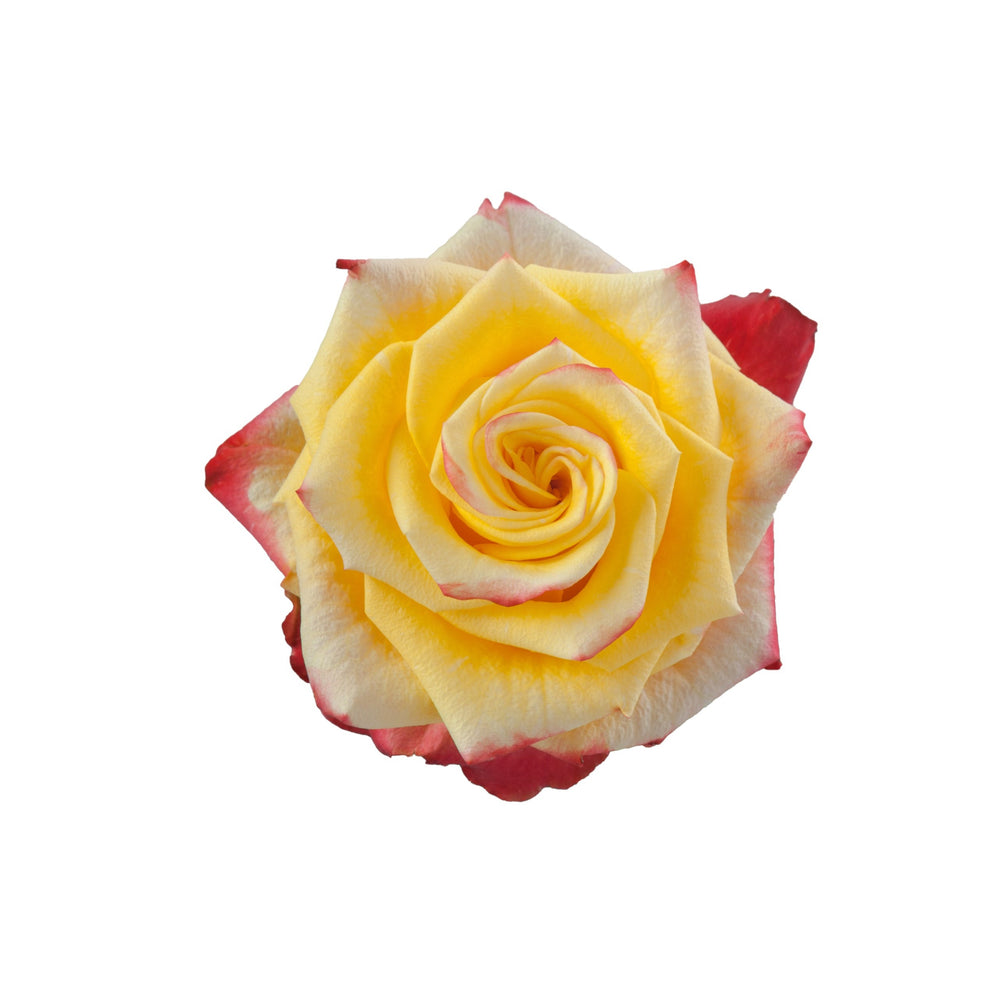 
                      
                        High & Yellow Flame Rose
                      
                    