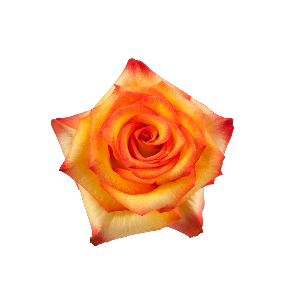 
                      
                        High & Magic Orange Rose
                      
                    