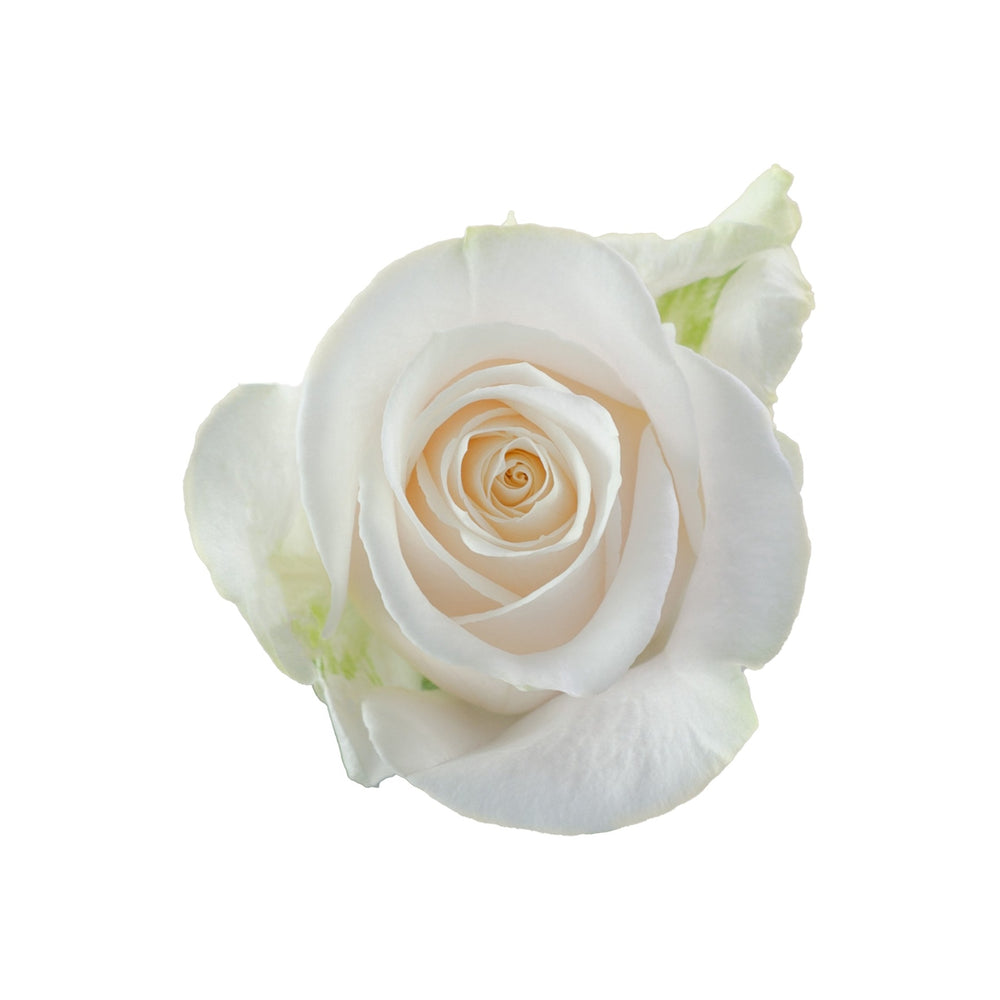 Vendela Cream Rose